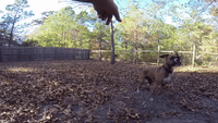Energetic Boxer Dog Has Epic Ball Catching Fail
