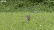 run love GIF by BBC Earth