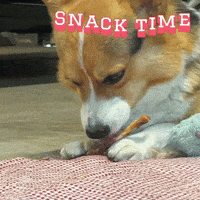 Corgi Milo GIF