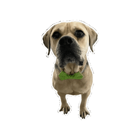 Bowtie Goliath Sticker by JSRanchDogDesigns