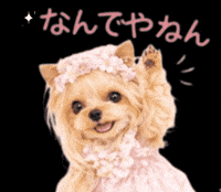 Come On Dog GIF