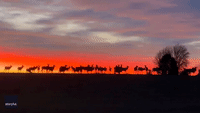 'Amazing' Sunrise Illuminates Elk Herd in Hillsboro