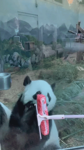 Panda Mesmerized by Squeegee