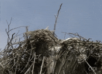 Stork GIF by CRDI. Ajuntament de Girona