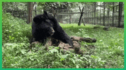 GIF by Animals Asia