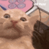 Cat Meme GIF by UGCPazar