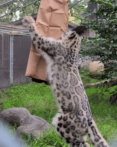 Snow Leopard Indira GIF by Valley Zoo Development Society