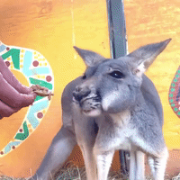 Kangaroos Munch on Peanut Butter Treats