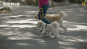 Nat Geo Dog GIF by National Geographic Channel