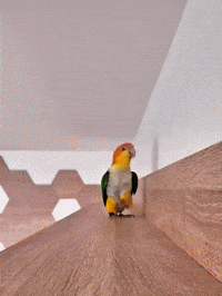 Bird Stomping GIF