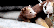 Woodlandparkzoo animals adorable woodland park zoo tree kangaroo GIF