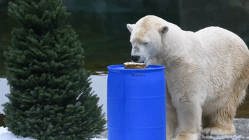 Polar Bear Celebrates 26th Birthday With Cake at Washington Zoo