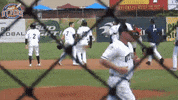 EvansvilleOtters happy celebration excited celebrate GIF