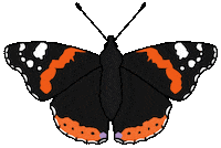 Creepy Crawlies Butterfly Sticker