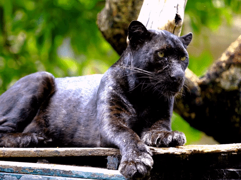 ยกVamos Panthers!