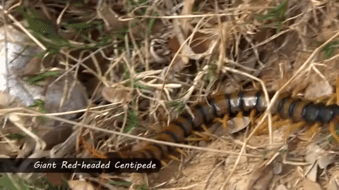 AnimalsForYou giphyupload giant centipede GIF