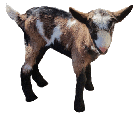 Goat Alm Sticker by Tirol-Schiffahrt