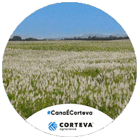 Herbicidas Sticker by Corteva Brasil