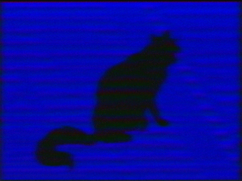 markvomit giphyupload vhs blackcat GIF