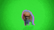 Cat Dog GIF by Mike Diva