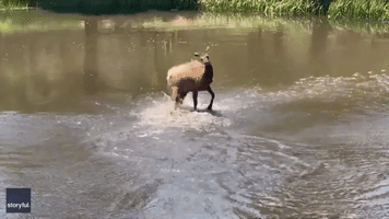 Excited Elk Splash Around in Estes Park Pond