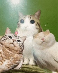 Cat Owl GIF