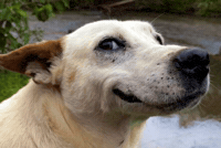 Happy Dog GIF