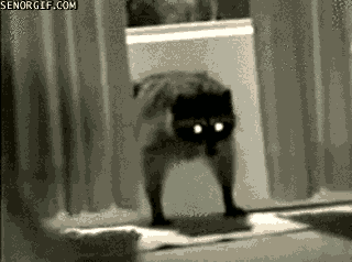 raccoon ya dingus GIF by Cheezburger