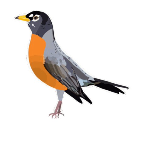 ivyillustration giphyupload bird spring birds Sticker