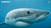 GIF by National Geographic Channel