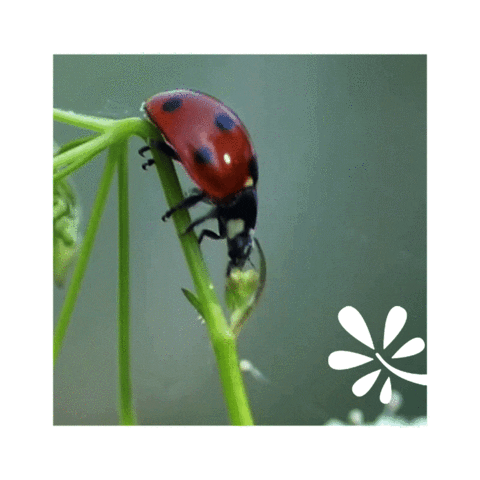 Finland Ladybug Sticker by Yleisradio