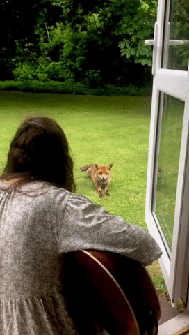 Fox Comes Closer to Listen As Woman Plays Lullaby