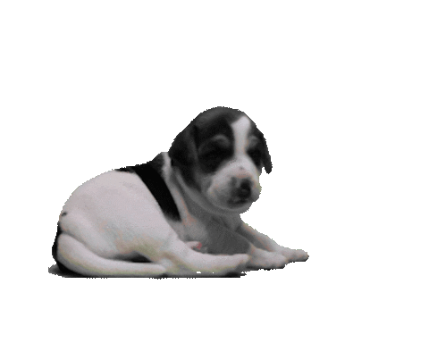 Dog Puppy Sticker by Verohallinto