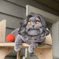 Cat Beard GIF