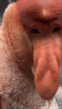 Monkey Nose GIF