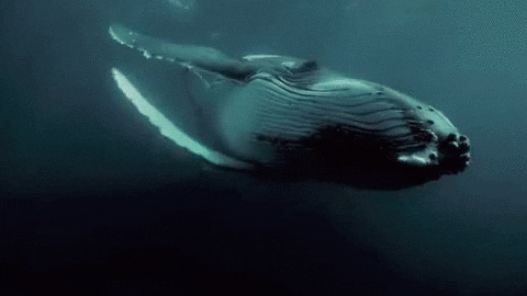 whale GIF