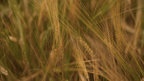heikoopbruiloftsfilms giphyupload GIF