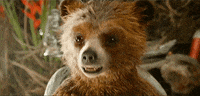 orange GIF by Paddington Bear