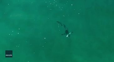 Drone Captures 'Huge' Shark Followed Closely by Fish Near New York Beach