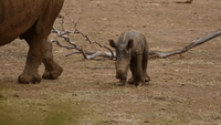Monarto Zoo Welcomes Baby White Rhino