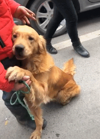 cuteanimalland giphyupload GIF