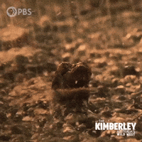 Australia Reptile GIF by PBS