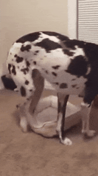 GIF by Giffffr