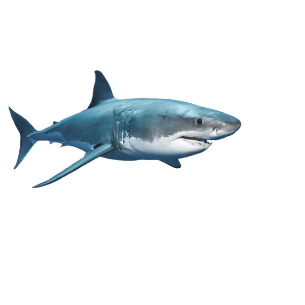 Sunglasses Deal With It Sticker by Shark Week
