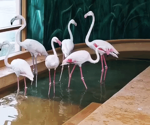 e-Kazan giphyupload GIF