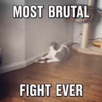 cat fight GIF