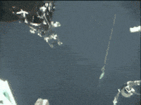 sea whale GIF