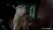 GIF by Groundhog Day