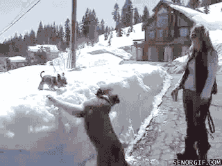 saint bernard dog GIF by Cheezburger