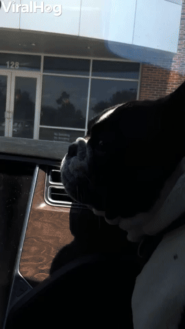 Frenchie Likes to Scream